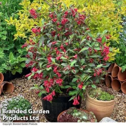 Weigela 'Camouflage' -Garden Central Sales Store WEIG CAMOUFLAG T39905
