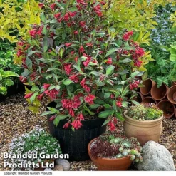 Weigela 'Camouflage' -Garden Central Sales Store WEIG CAMOUFLAG T39907