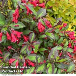 Weigela 'Camouflage' -Garden Central Sales Store WEIG CAMOUFLAG T39908