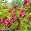 Weigela 'Princess Ayla'