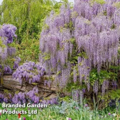 Wisteria Floribunda 'Lavender Lace'