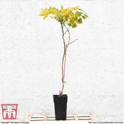 Wisteria Sinensis (Patio Standard) -Garden Central Sales Store WIST T10787 B