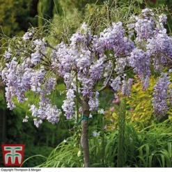 Wisteria Sinensis (Patio Standard) -Garden Central Sales Store WIST T10787 C