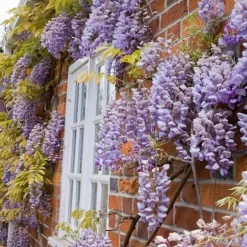 Wisteria Sinensis -Garden Central Sales Store WIST T57979 A h