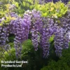 Wisteria Sinensis