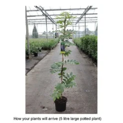 Wisteria Brachybotrys 'Okayama' -Garden Central Sales Store WIST T68559 B h