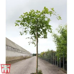 Wisteria Sinensis 'Amethyst' -Garden Central Sales Store WIST TKA3732 A