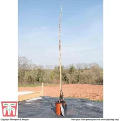 Wisteria Sinensis 'Amethyst' -Garden Central Sales Store WIST TKA3732 C