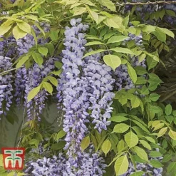 Wisteria Sinensis 'Prolific' -Garden Central Sales Store WIST t57979 B