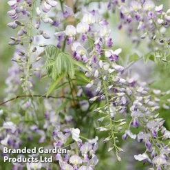 Wisteria Trio -Garden Central Sales Store WIST PROLIFIC S21756