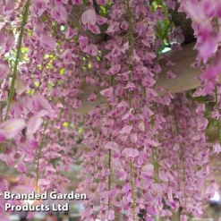 Wisteria Trio -Garden Central Sales Store WIST ROSEA L034071