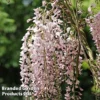 Wisteria Sinensis 'Rosea'