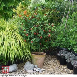 Abutilon Megapotamicum 'Red Trumpet' (Patio Standard) -Garden Central Sales Store WKB7029 ABUT 1