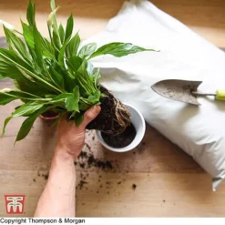 Incredicompost Peat Free Houseplant -Garden Central Sales Store WKC0233 COM 13