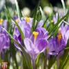 Crocus 'Grand Maitre'