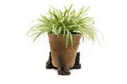 Antique Bronze Coloured Wolf Potty Feet - Plant Pot Feet -Garden Central Sales Store WOLF20 20POT20 20PF0098