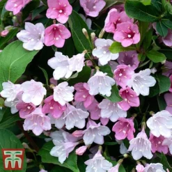 Weigela 'Towers Of Flowers'&reg; Duo -Garden Central Sales Store Weig app