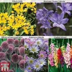 Summer Flowering Bulb Collection