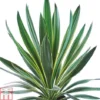 Yucca Gloriosa 'Variegata'