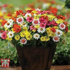 Garden Ready Container Collection -Garden Central Sales Store ZINN T67468 B11