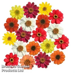 Zinnia 'Profusion Mixed' -Garden Central Sales Store ZINN PROFUSION S51314