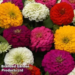 Zinnia 'Zesty' -Garden Central Sales Store ZINN ZESTYMIXD S26784