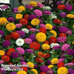 Zinnia 'Zesty'