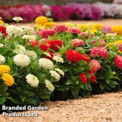 Zinnia 'Zesty' -Garden Central Sales Store ZINN ZESTYMIXD S26789