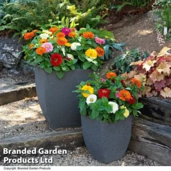 Zinnia 'Zesty' -Garden Central Sales Store ZINN ZESTYMIX T41447