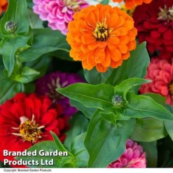 Zinnia 'Zesty' -Garden Central Sales Store ZINN ZESTYMIX T41449