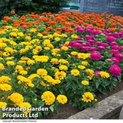 Zinnia 'Zesty' -Garden Central Sales Store ZINN ZESTYMIX T41817