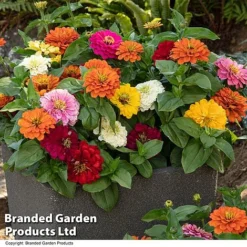 Zinnia 'Zesty' -Garden Central Sales Store ZINN ZESTYMIX T44406