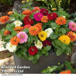 Zinnia 'Zesty' -Garden Central Sales Store ZINN ZESTYMIX T44407