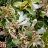 Abelia X Grandiflora 'Sparkling Silver'