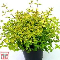 Abelia X Grandiflora 'Kaleidoscope' -Garden Central Sales Store abelia