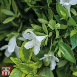 Abelia X Grandiflora 'Kaleidoscope' -Garden Central Sales Store abelia2