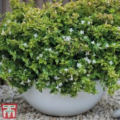 Abelia X Grandiflora 'Kaleidoscope'