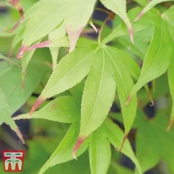 Acer Palmatum Duo -Garden Central Sales Store acer