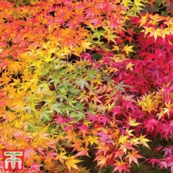 Acer Palmatum 'Atropurpureum' -Garden Central Sales Store acer autumn