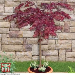 Acer Palmatum 'Garnet' -Garden Central Sales Store acer palm1