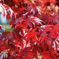 Acer Palmatum Duo -Garden Central Sales Store acer3