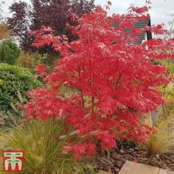 Acer Palmatum Duo -Garden Central Sales Store acer4
