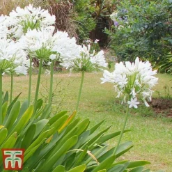 Agapanthus Africanus 'Albus' -Garden Central Sales Store aga white2