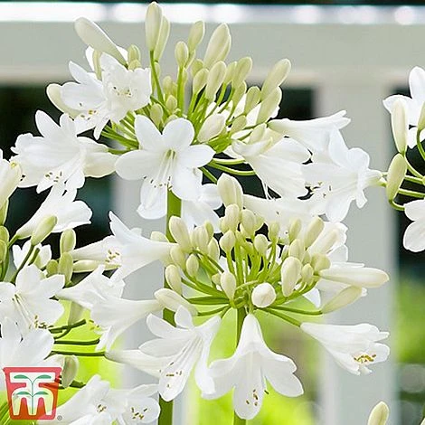 Agapanthus 'Ever White' 3 Agapanthus 'Ever White' - Image 3