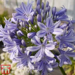 Agapanthus 'Full Moon' 6 Agapanthus 'Full Moon' -Garden Central Sales Store aga2