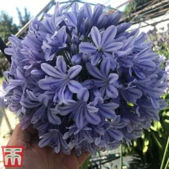 Agapanthus 'Full Moon' 7 Agapanthus 'Full Moon' -Garden Central Sales Store aga3