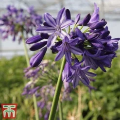 Agapanthus 'Northern Star' -Garden Central Sales Store agap nort3