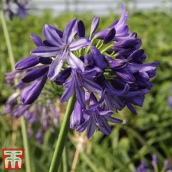 Agapanthus 'Northern Star' -Garden Central Sales Store agap nort4