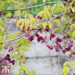 Akebia Quinata -Garden Central Sales Store ake