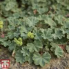Alchemilla Erythropoda